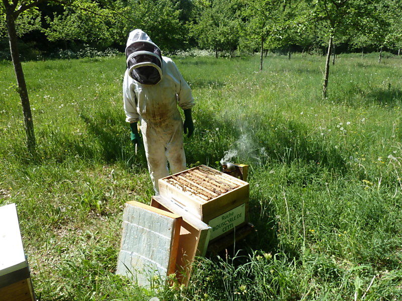 La ruche Bouscarle de cetti