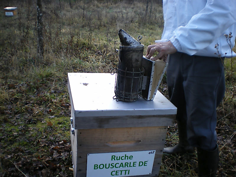 La ruche Bouscarle de cetti