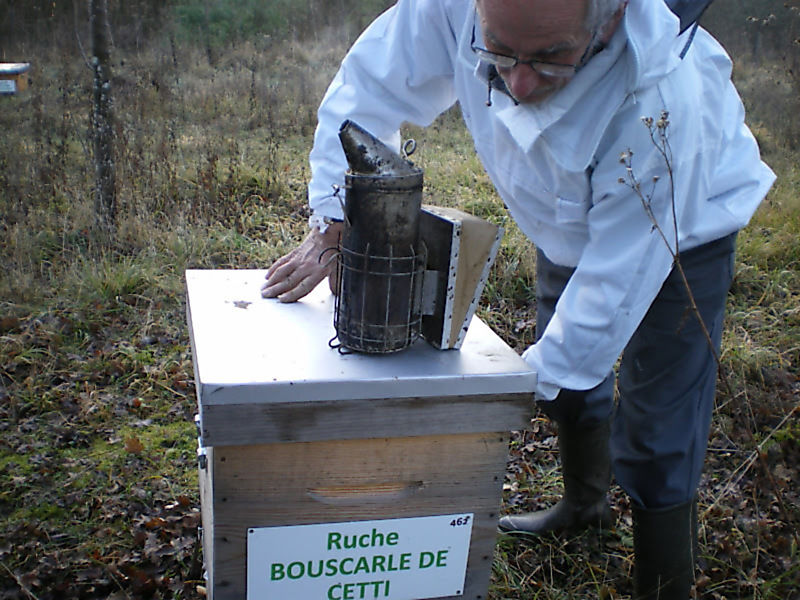 La ruche Bouscarle de cetti