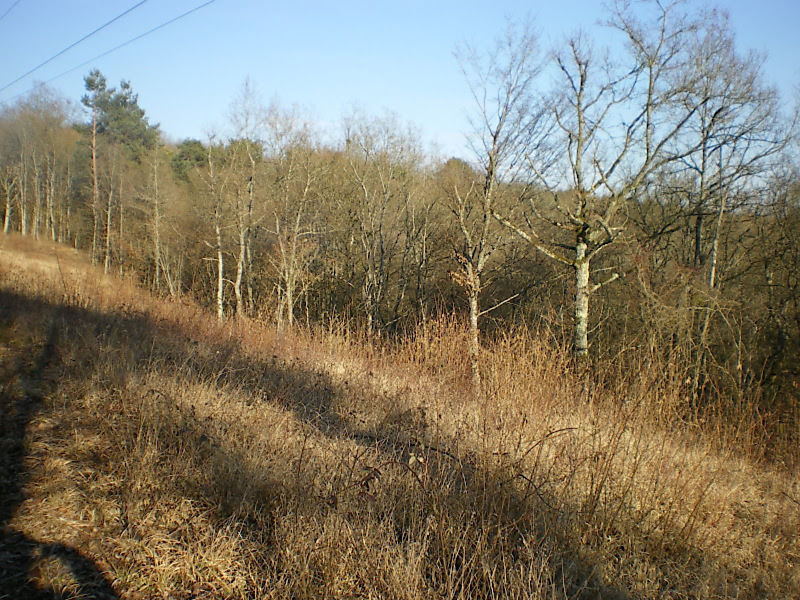 La ruche Bouscarle de cetti