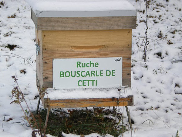 La ruche Bouscarle de cetti