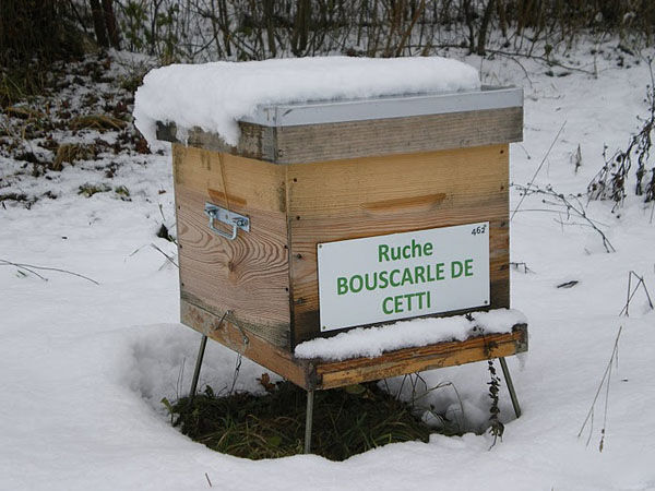 La ruche Bouscarle de cetti