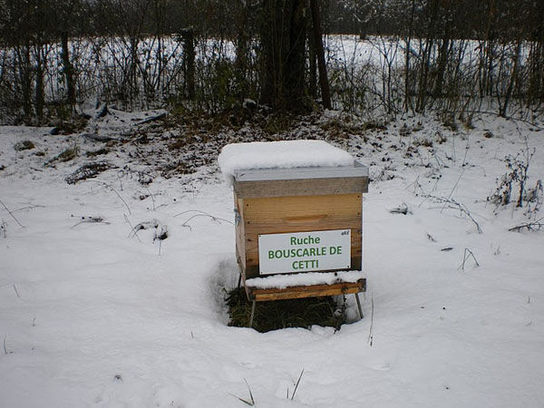 La ruche Bouscarle de cetti