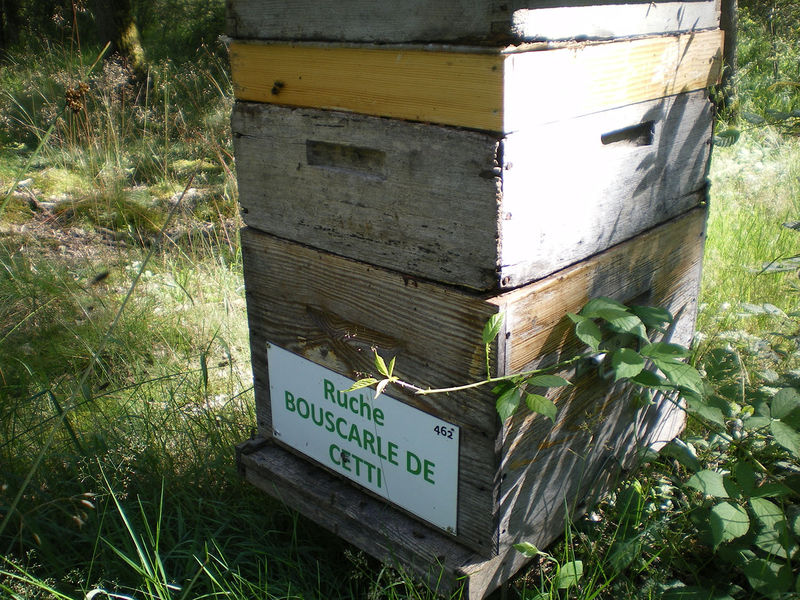 La ruche Bouscarle de cetti
