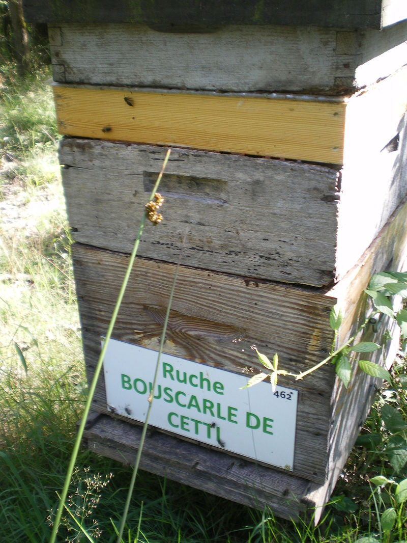 La ruche Bouscarle de cetti