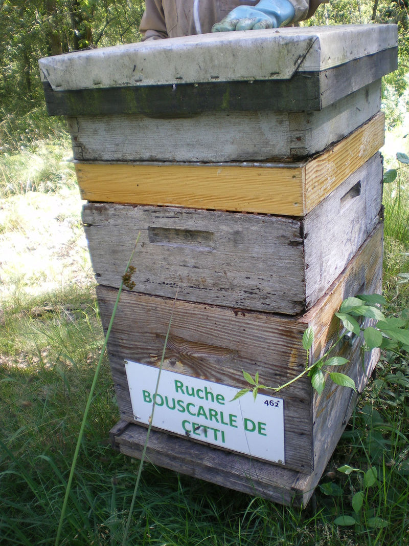La ruche Bouscarle de cetti