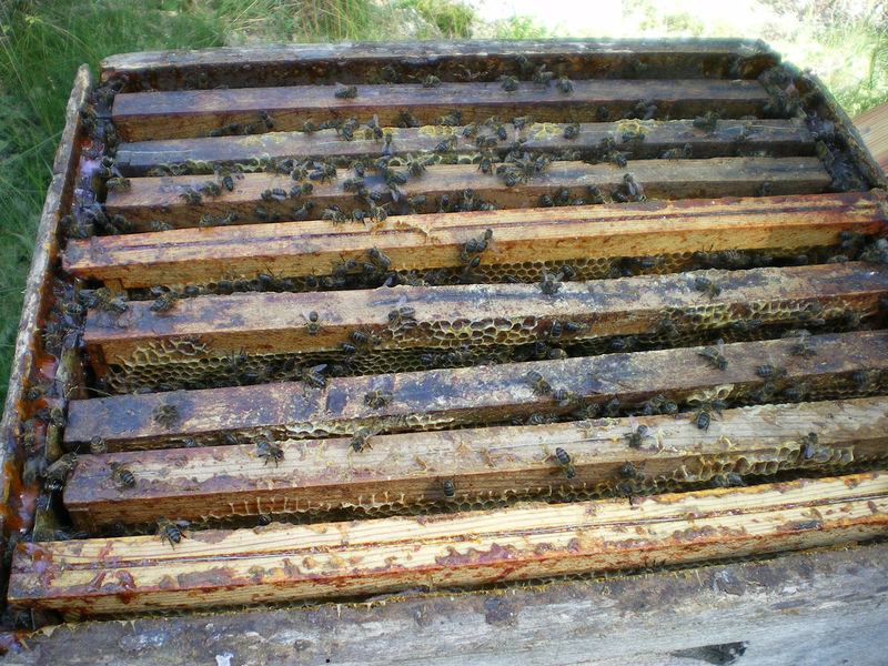 La ruche Bouscarle de cetti