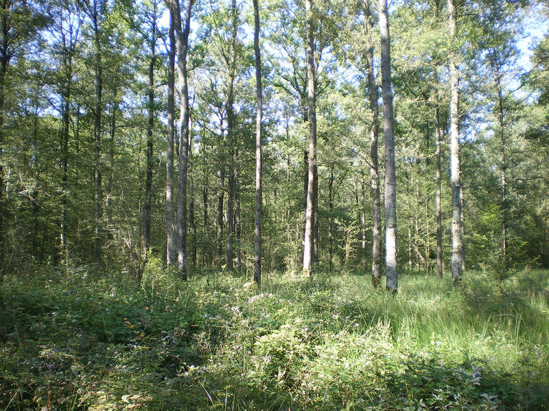 La ruche Bouscarle de cetti