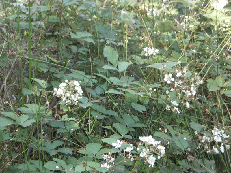 La ruche Bouscarle de cetti