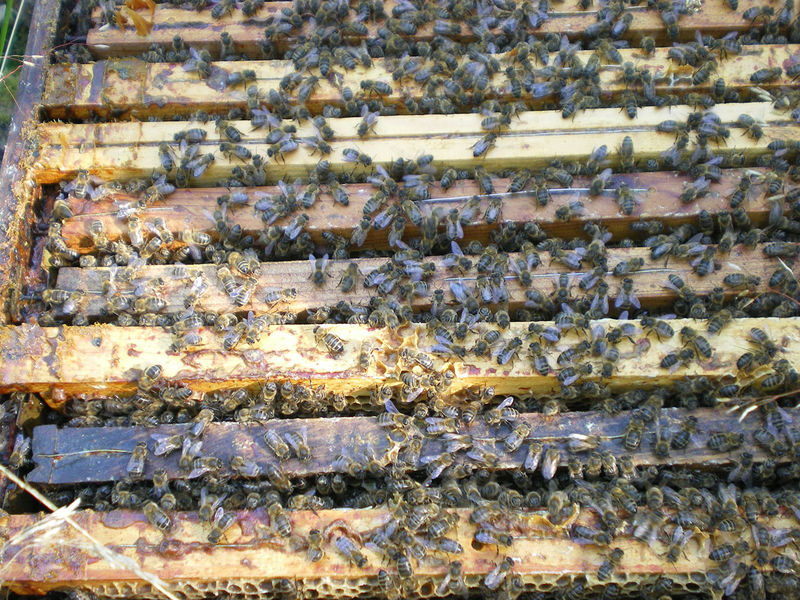 La ruche Bouscarle de cetti