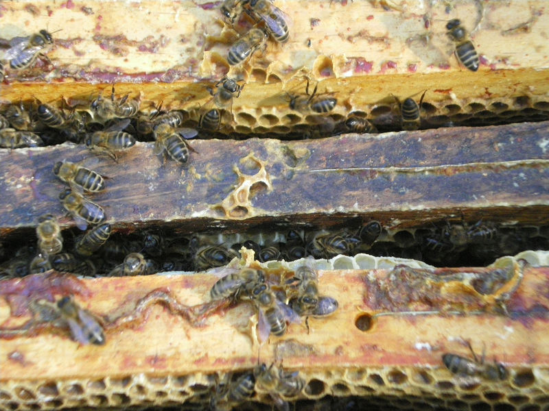 La ruche Bouscarle de cetti