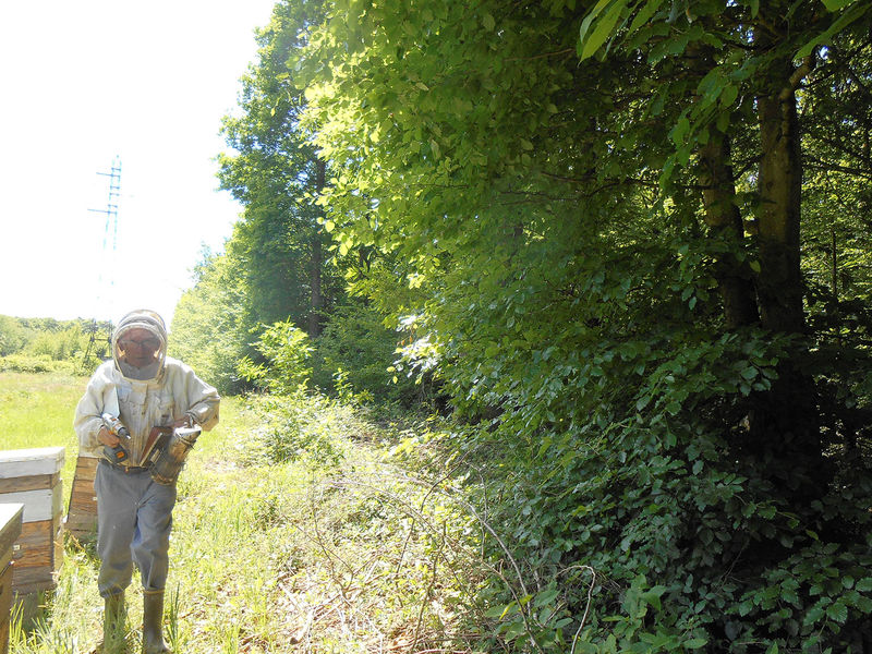 La ruche Bouscarle de cetti