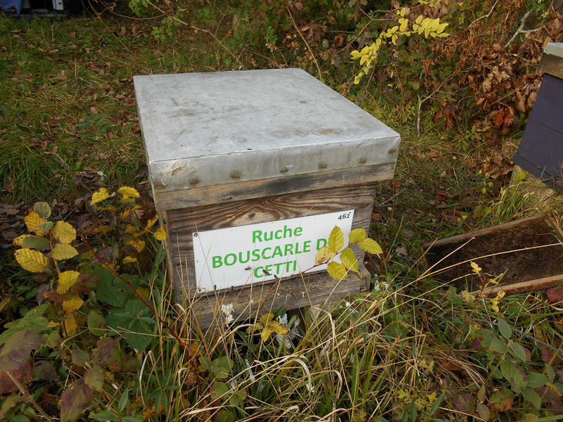La ruche Bouscarle de cetti