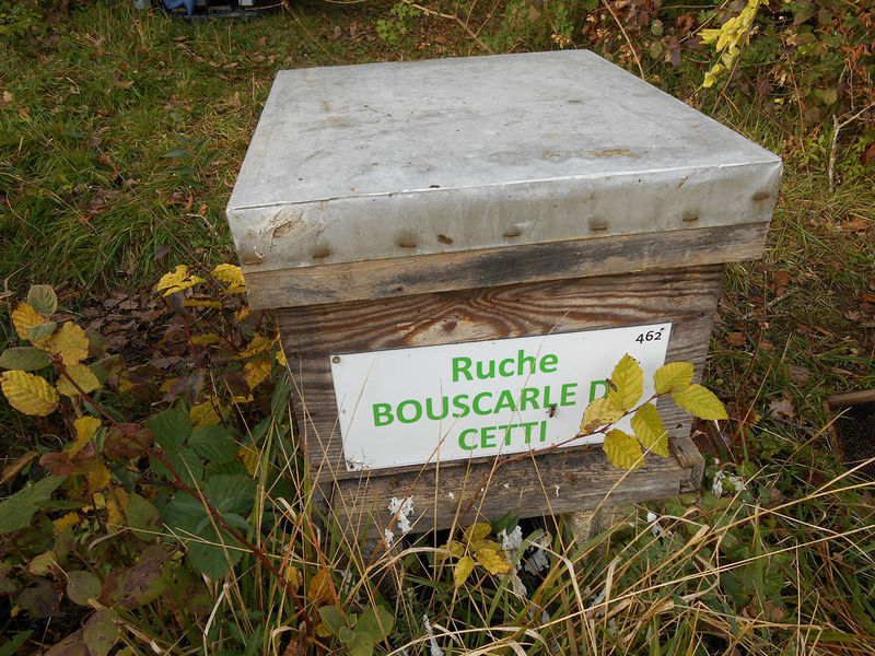 La ruche Bouscarle de cetti
