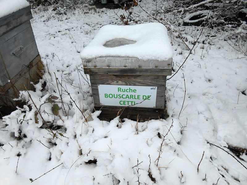 La ruche Bouscarle de cetti