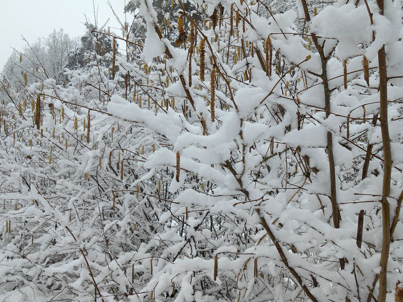 La ruche Bouscarle de cetti