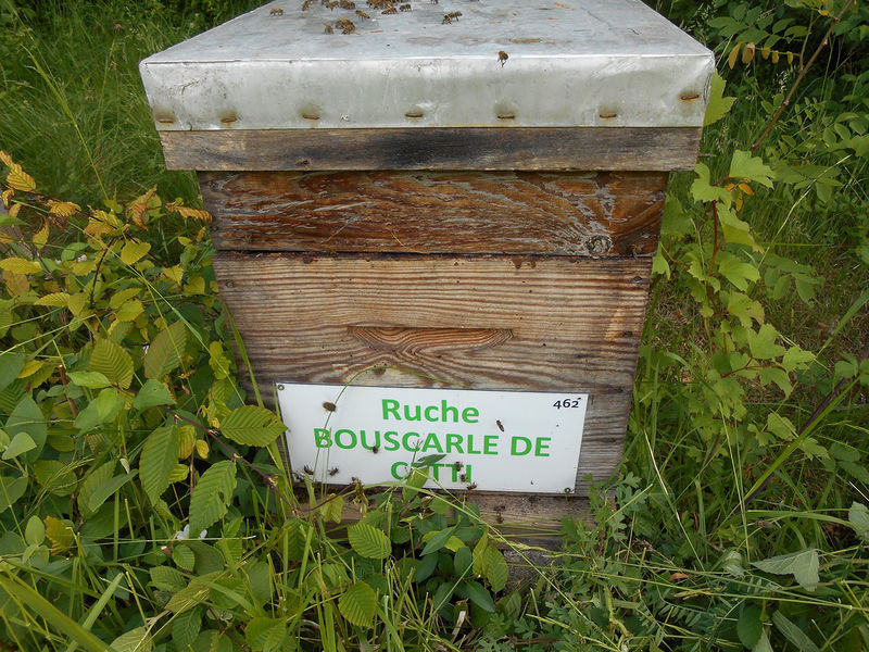 La ruche Bouscarle de cetti