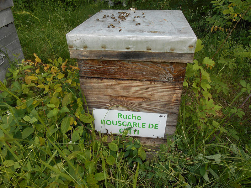 La ruche Bouscarle de cetti