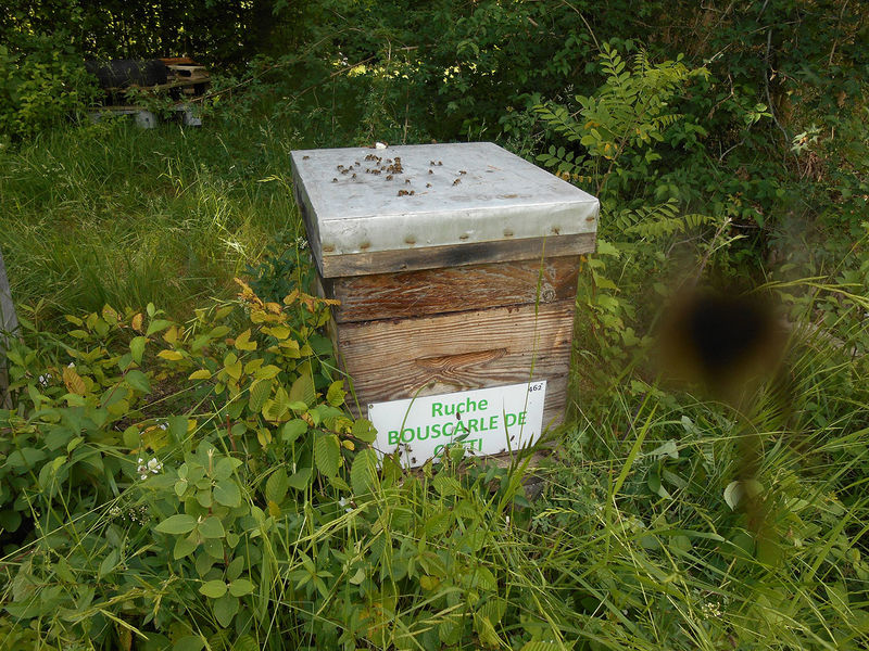 La ruche Bouscarle de cetti