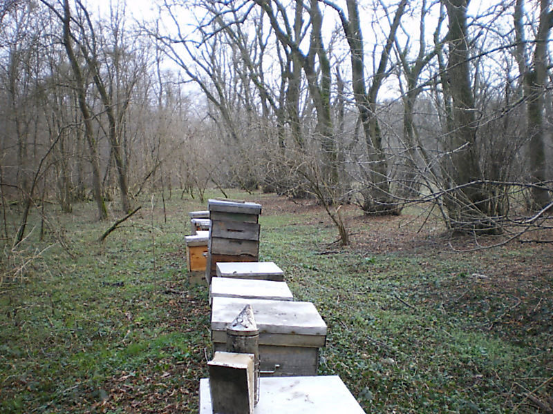 La ruche Bouscarle de cetti