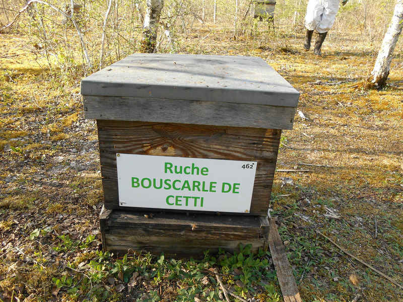 La ruche Bouscarle de cetti