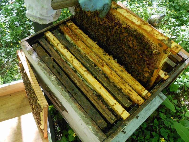 La ruche Bouscarle de cetti