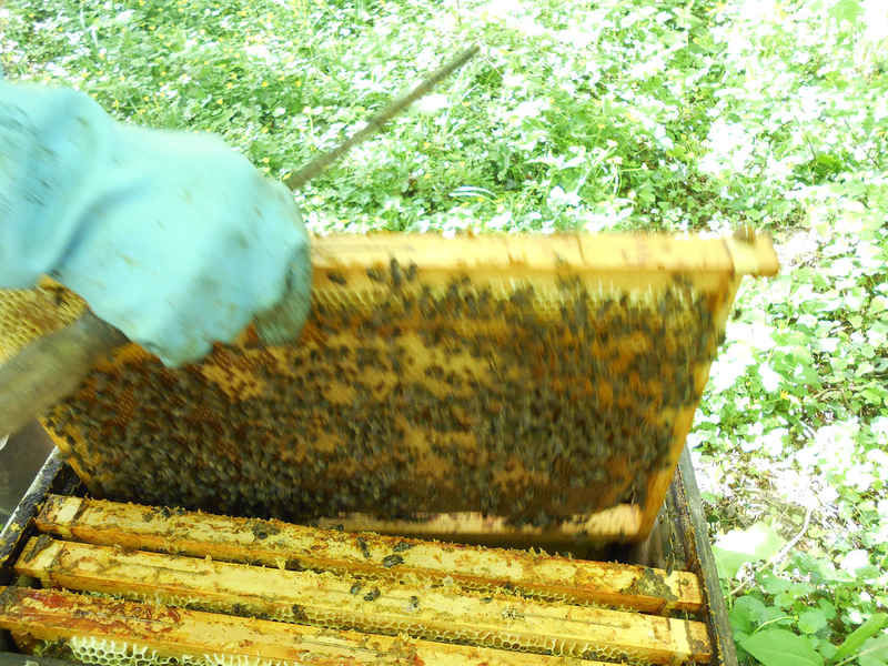 La ruche Bouscarle de cetti