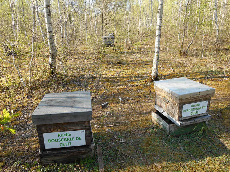 La ruche Bouscarle de cetti