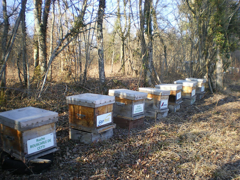 La ruche Bouscarle de cetti