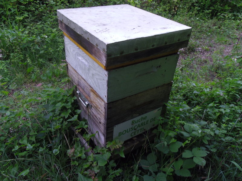 La ruche Bouscarle de cetti