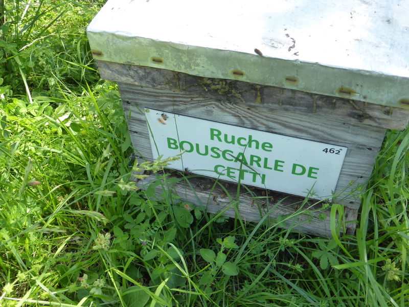 La ruche Bouscarle de cetti
