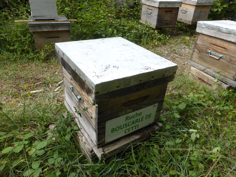 La ruche Bouscarle de cetti
