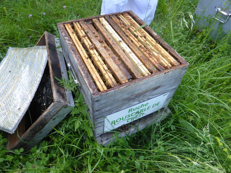 La ruche Bouscarle de cetti