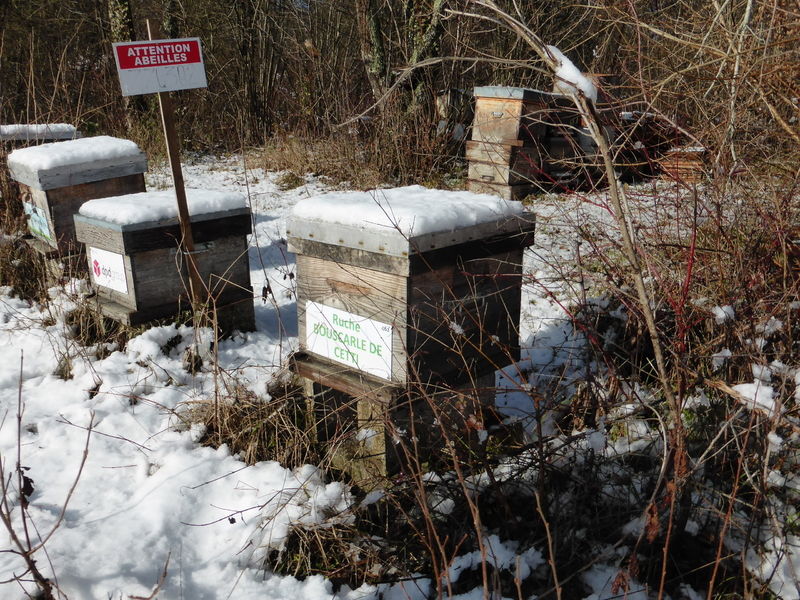 La ruche Bouscarle de cetti