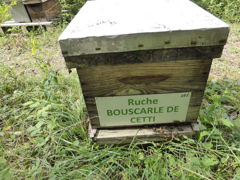 La ruche Bouscarle de cetti