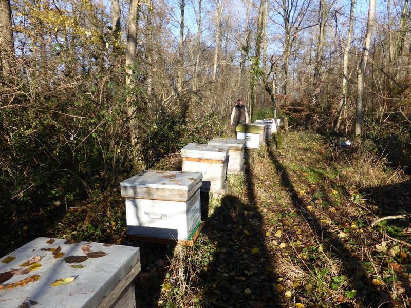 La ruche Bouscarle de cetti