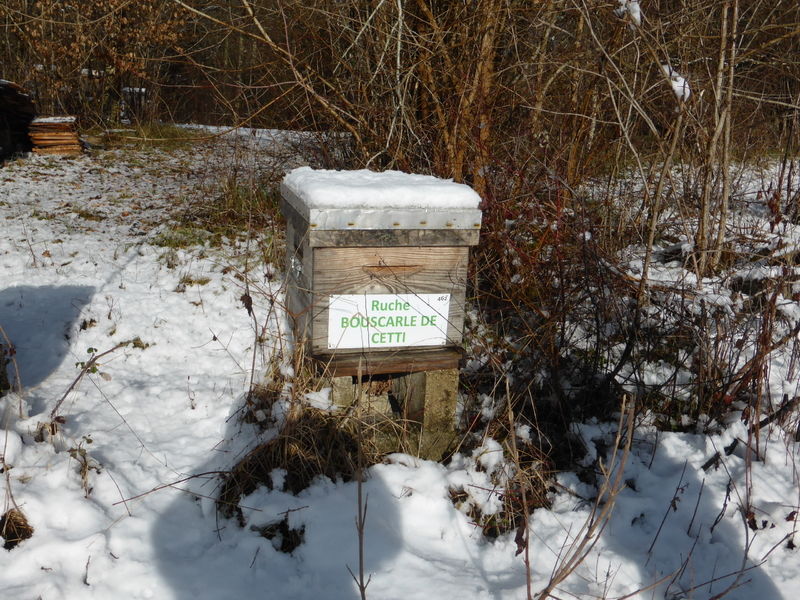 La ruche Bouscarle de cetti