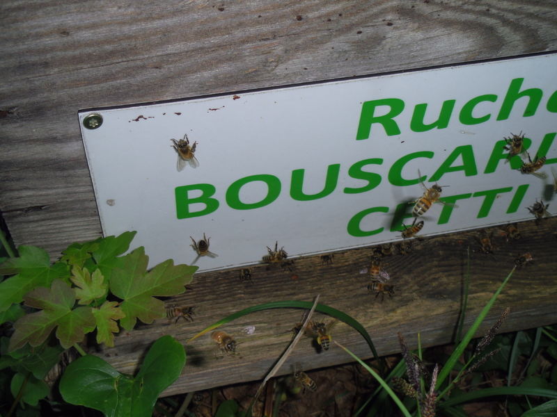La ruche Bouscarle de cetti