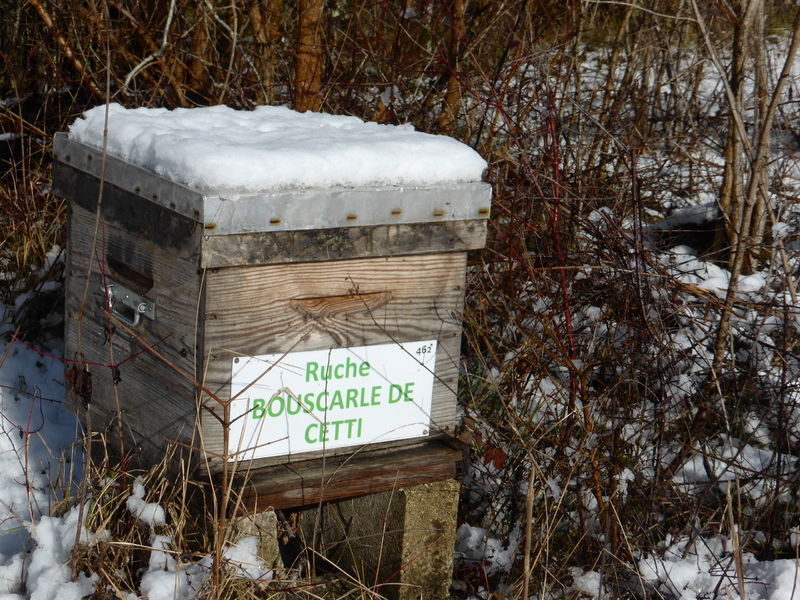 La ruche Bouscarle de cetti