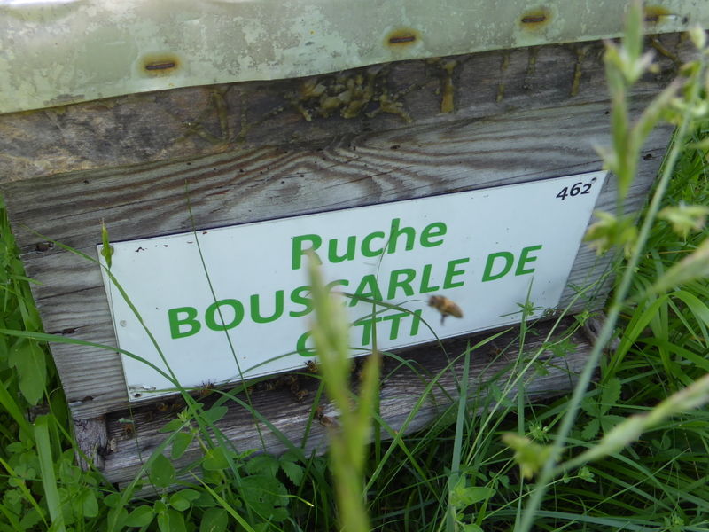 La ruche Bouscarle de cetti