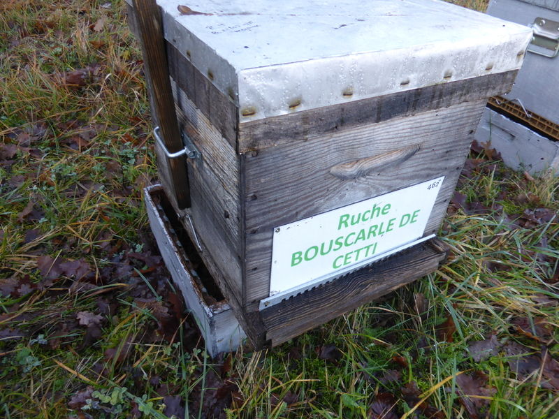 La ruche Bouscarle de cetti