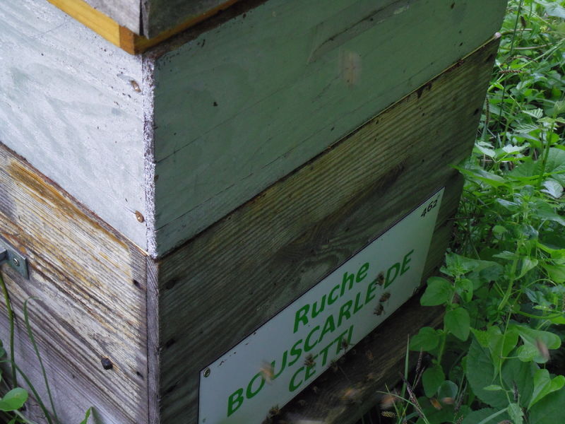 La ruche Bouscarle de cetti
