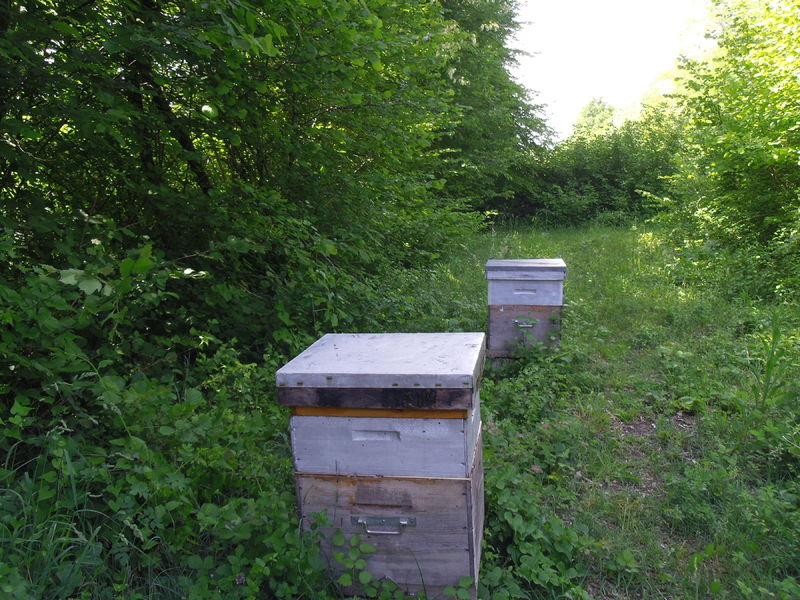 La ruche Bouscarle de cetti