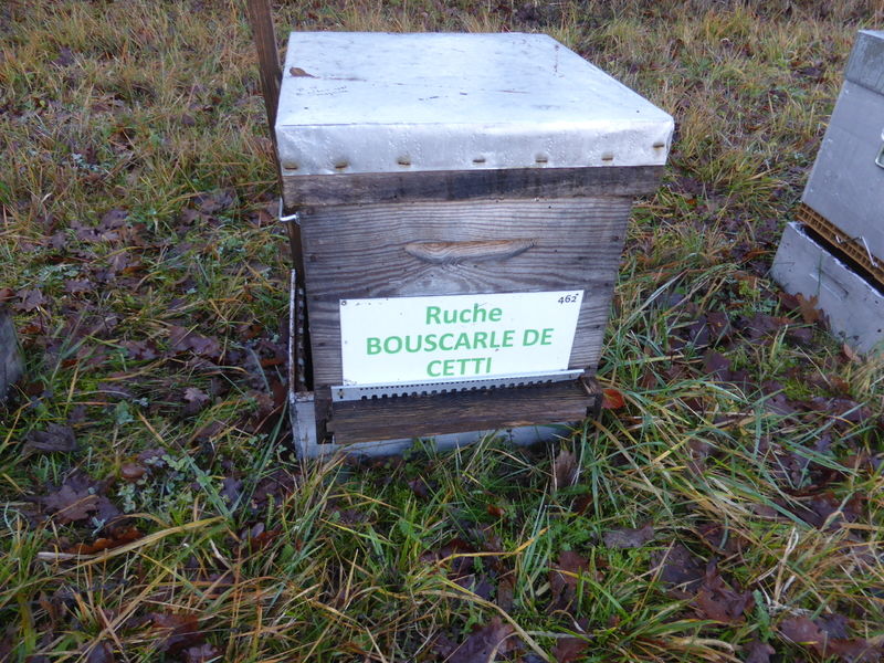 La ruche Bouscarle de cetti