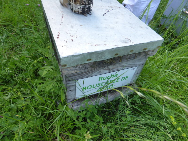 La ruche Bouscarle de cetti