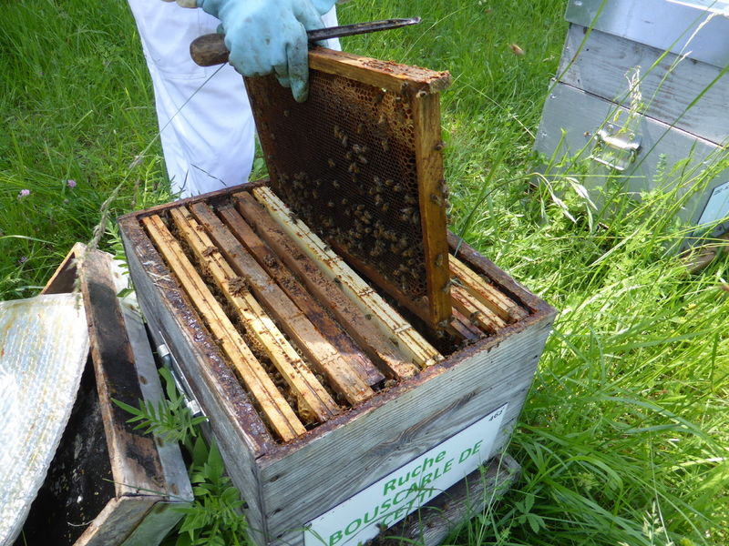 La ruche Bouscarle de cetti