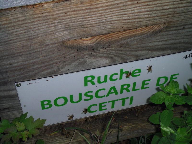 La ruche Bouscarle de cetti