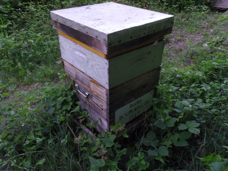La ruche Bouscarle de cetti
