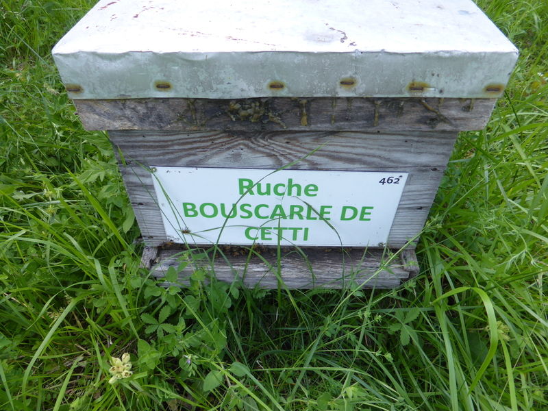 La ruche Bouscarle de cetti