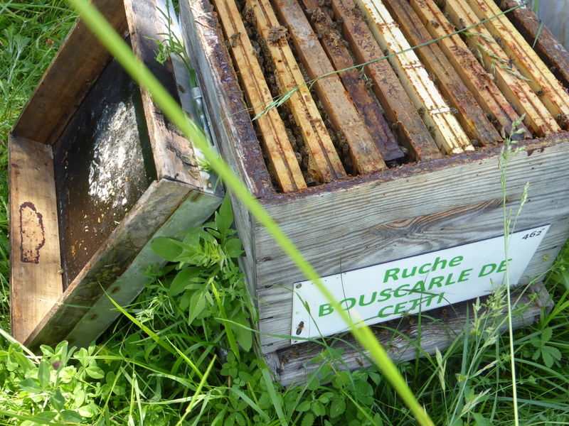 La ruche Bouscarle de cetti